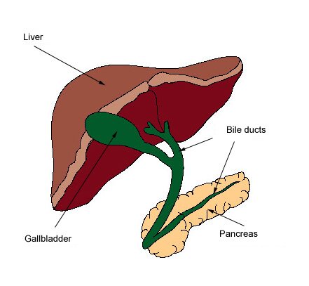 common bile duct obstruction. The location of the Bile Ducts